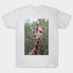 Gentle Giant T-Shirt